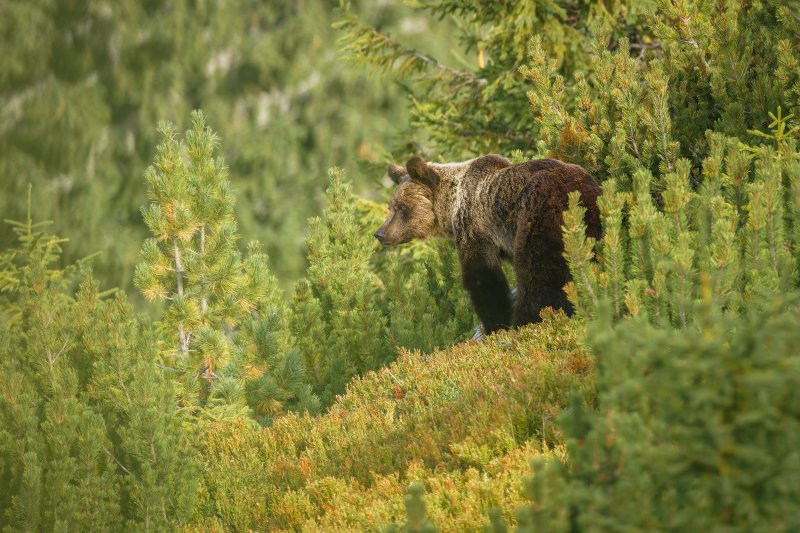 Ursus arctos